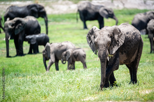 Photography herd of elephants in africa