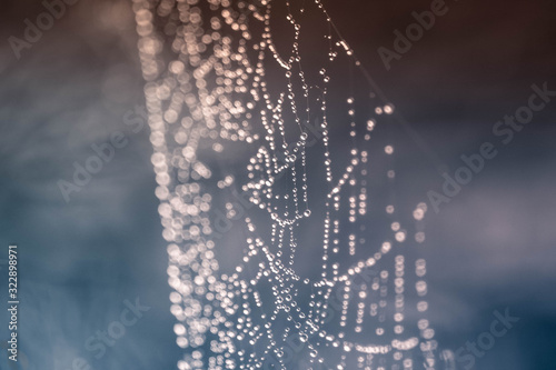 Picture of Spider Web in The Morning with Water Dew