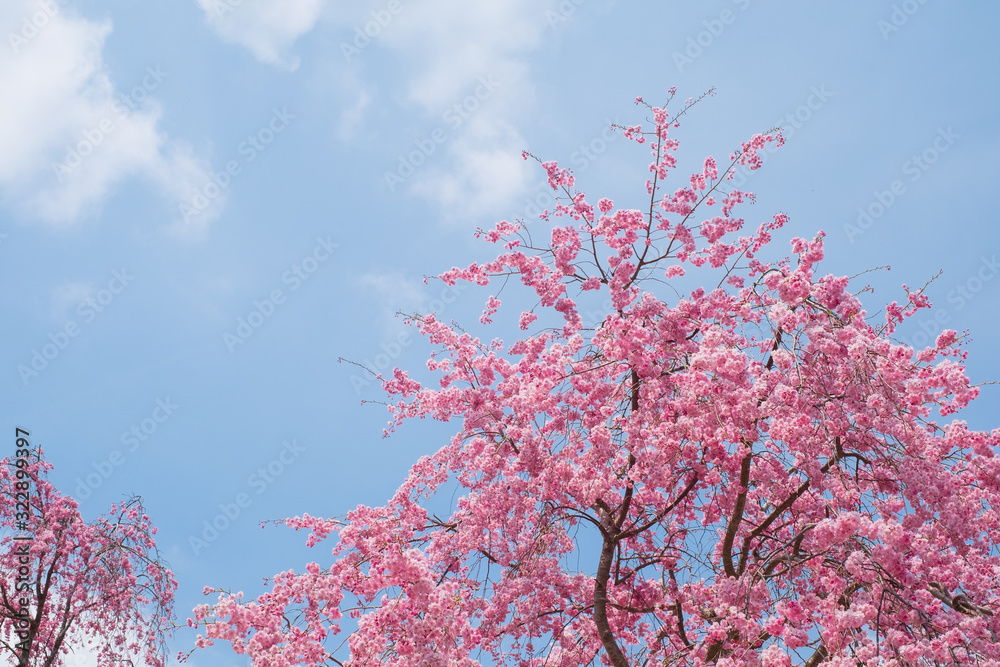 【写真素材】　桜　さくら　しだれ桜　春イメージ