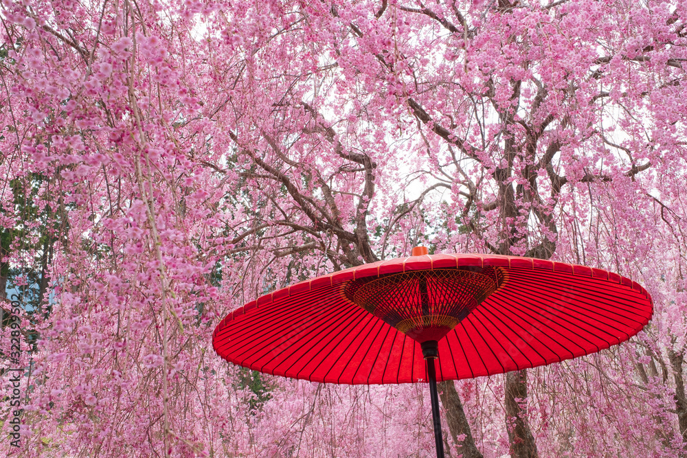 【写真素材】　桜　さくら　しだれ桜　和傘　春イメージ