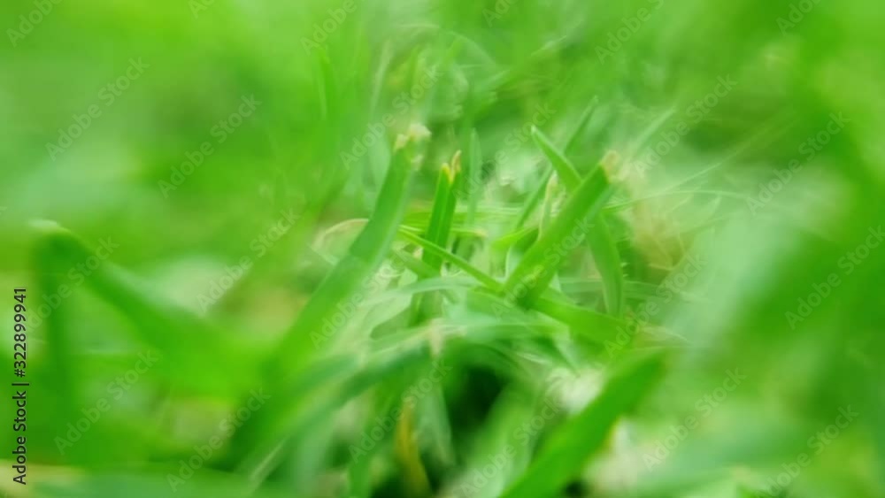 Pretty green freelensing surreal abstract background of grass blades with flowing and blending blur lines of colors in slow motion Pretty green freelensing surreal abstract background of grass blades with flowing and blending blur lines of colors in slow motion