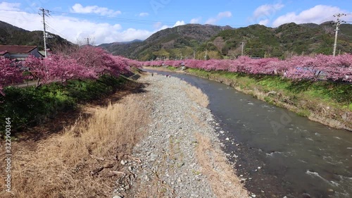 河津町の河津桜