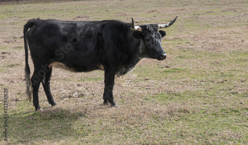 brindled cow in pasture