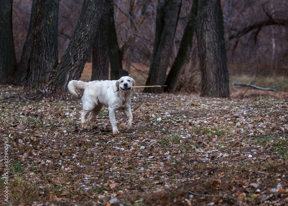 Labrador for a walk in the woods Labrador for a walk in the woods