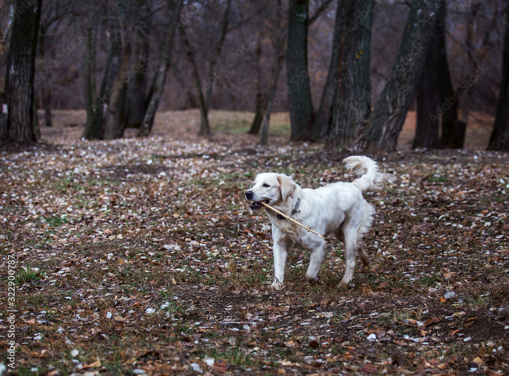 Labrador for a walk in the woods Labrador for a walk in the woods