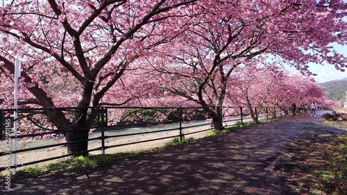 河津町の河津桜