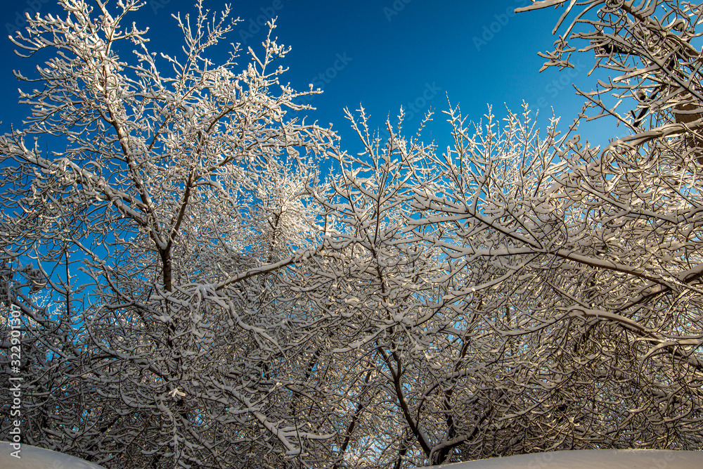 Obraz premium Beautiful frozen trees in Siberia