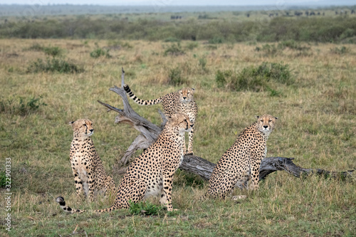 Mother cheetah and three older cubs resting near a fallen tree.  Image taken in the Maasai Mara, Kenya.
