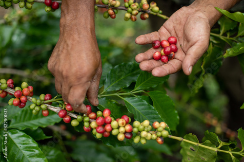 Φωτογραφία coffee plantation