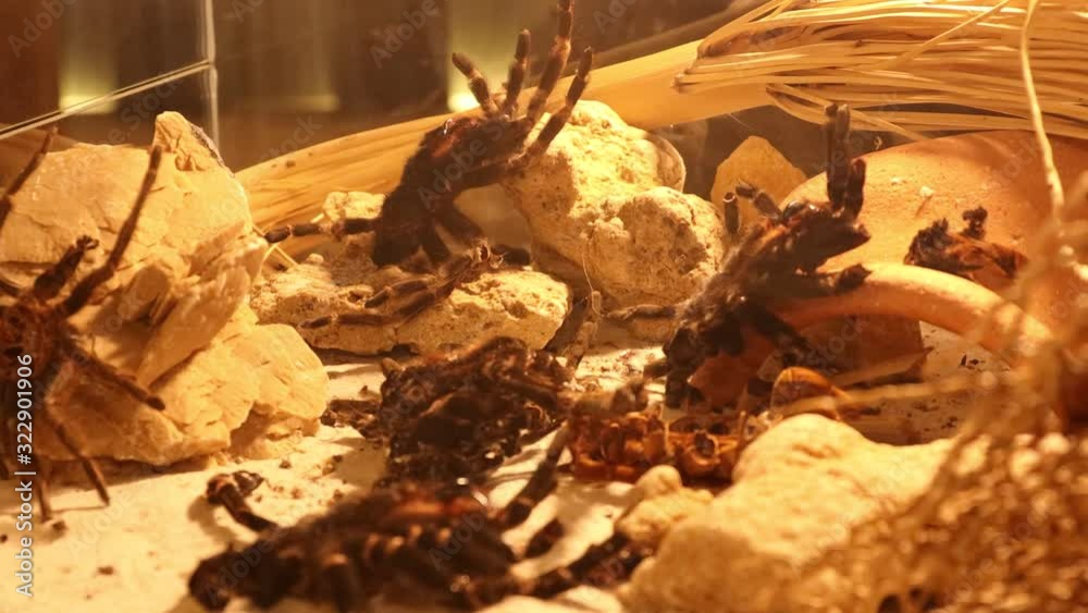 Exoskeletons of Costa Rican tiger rump, Davus fasciatus. Terrestrial