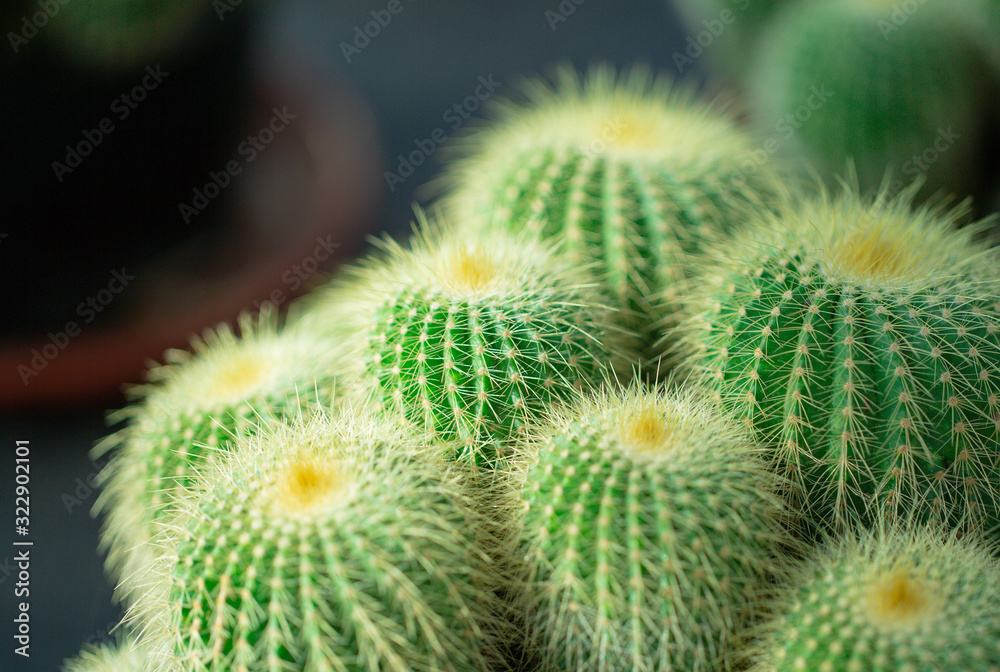 Barbed desert plant cactus and prickly pear Barbed desert plant cactus and prickly pear