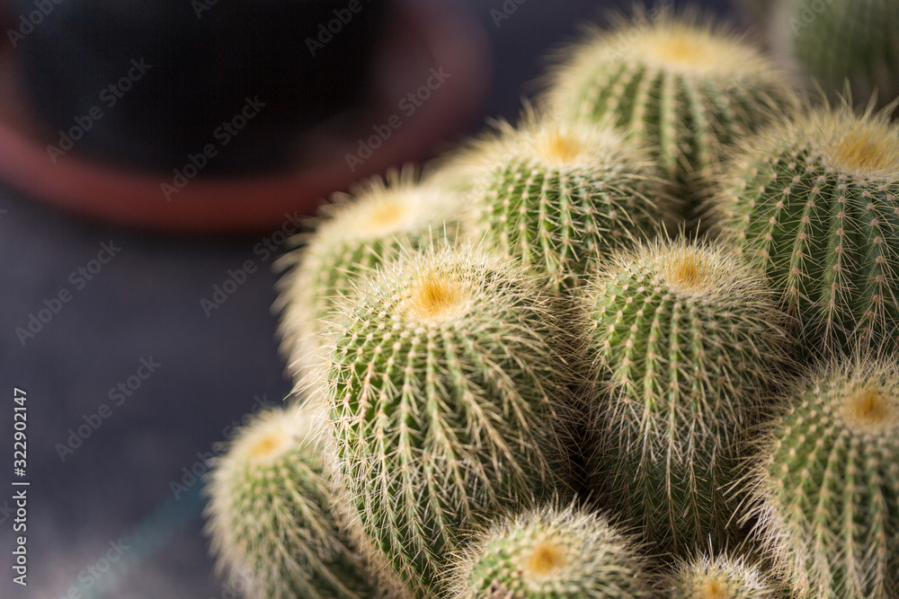Barbed desert plant cactus and prickly pear Barbed desert plant cactus and prickly pear