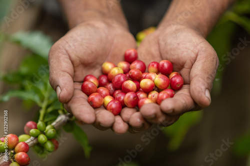 coffee plantation © MarioAntonio