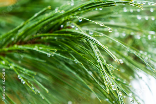 Green fir tree branch with drops of water. Frame of pine needles. Evergreen Pine tree branch close up. Christmas mockup with fir branches background.