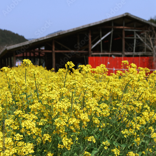 農家の庭先で咲いた菜の花 / 山口県山口市徳地