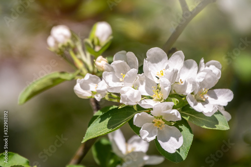 White blossoming apple trees.