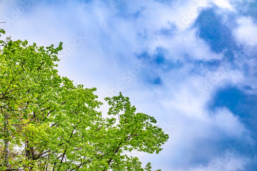 Green trees against a bright blue cloudy sky