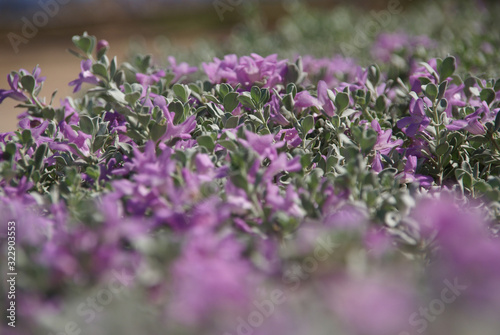 a carpet of small purple flowers with silvery leaves blurred foreground