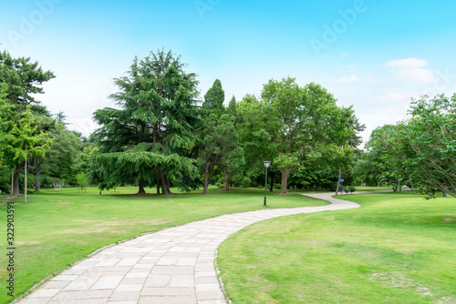 Fototapeta Naklejka Na Ścianę i Meble -  Grass and trees in the park under the blue sky..