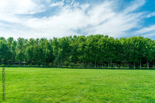 Fototapeta Naklejka Na Ścianę i Meble -  Grass and trees in the park under the blue sky..