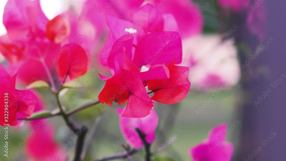 dreamy mood of pink flower swaying with the wind at garden, establishing shot, slow motion dreamy mood of pink flower swaying with the wind at garden, establishing shot, slow motion