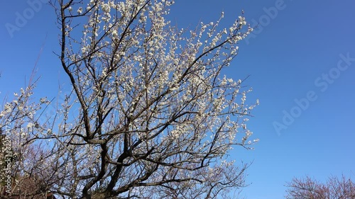 青空と梅の花