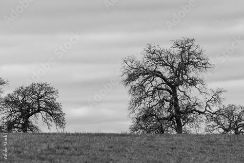 Spooky leafless trees on horizon in black and white