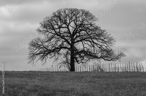 Spooky tree and fence on horizon in black and white