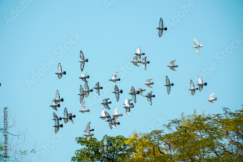 Flying a group of pigeons with a photograph on the blue sky