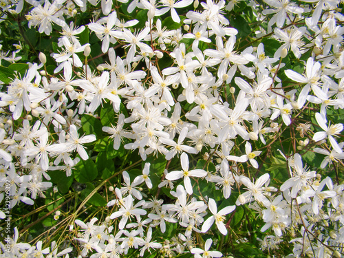 Clematis terniflora flowers. Small white inflorescences with four leaflets. Green stems and leaves. Concept of spring flowering. photo