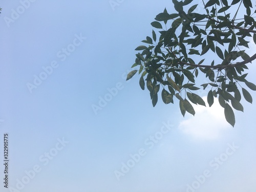 Tree tops and sky