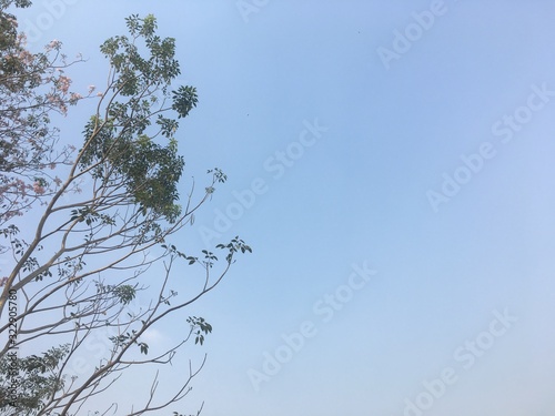 Tree tops and sky