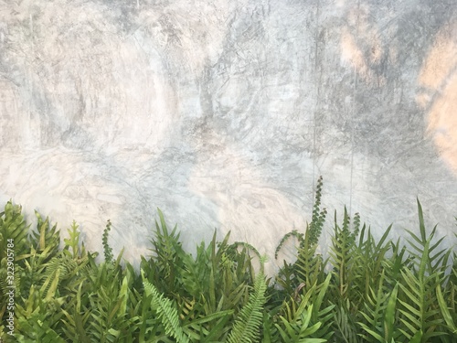 The nature of the fern