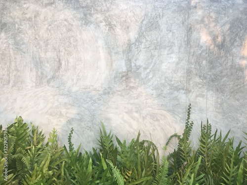 The nature of the fern