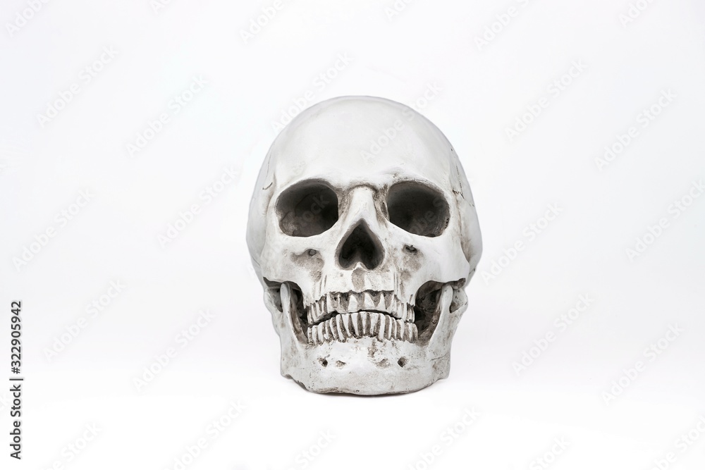 Artificial human skull on isolated white background Artificial human skull on isolated white background