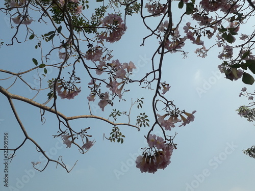 Tree tops and sky