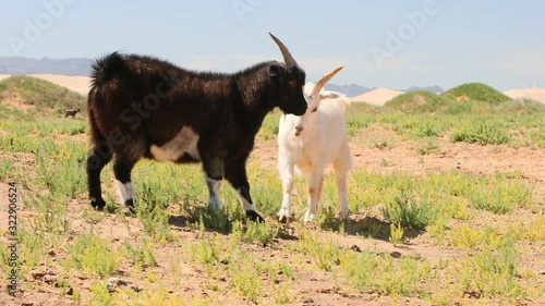 Monglia goats beautiful green land photo