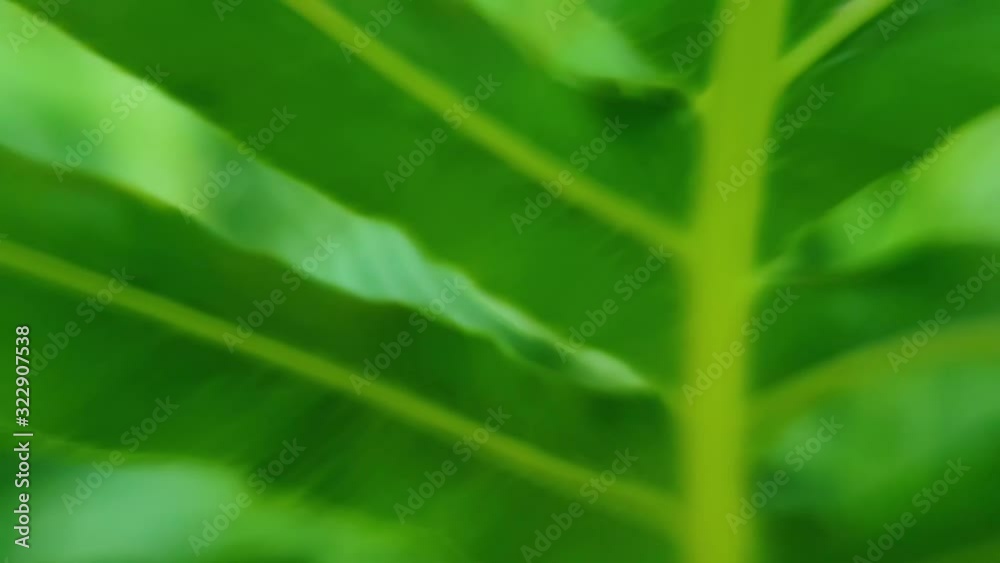 Surreal dreamy freelensing close up of beautiful emerald green fern leaves in slow motion Surreal dreamy freelensing close up of beautiful emerald green fern leaves in slow motion