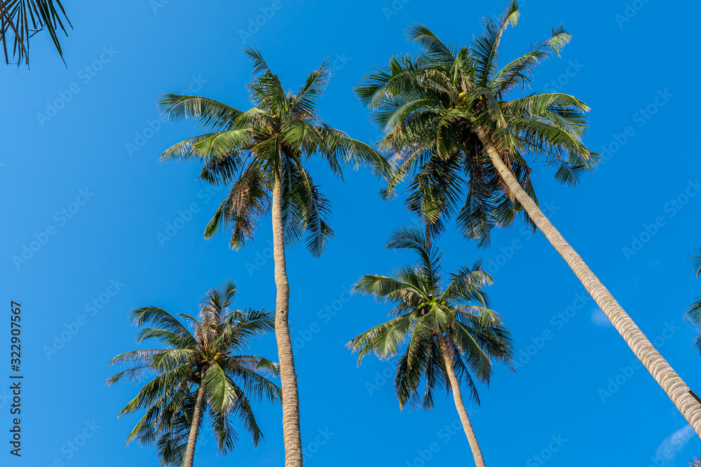 coconut trees in clear sky
