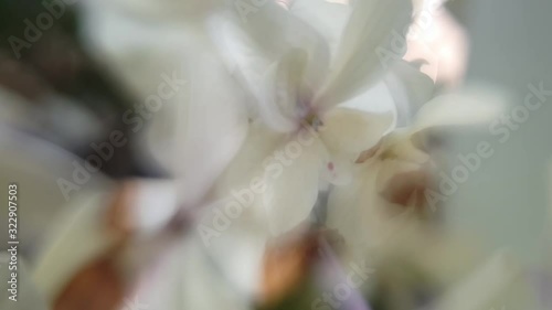 Dreamy freelensing blur abstract of white flowers background with soft pastel like colors moving and blending across in parallax slow motion. photo