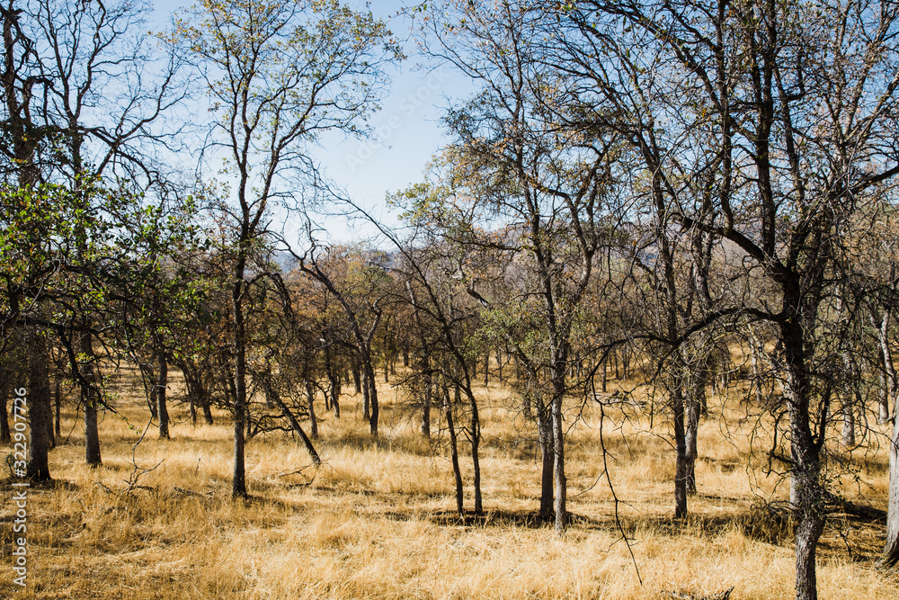 trees in summer