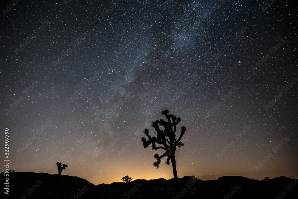 silhouette of joshua tree, yucca brevifolia, under the milky way and stars