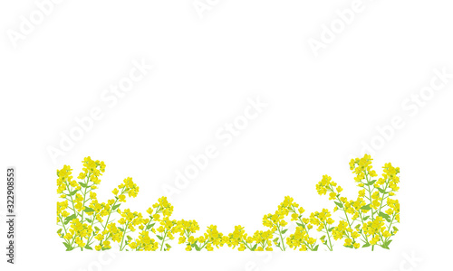 菜の花