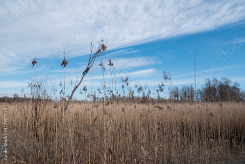 reed grass against the sky