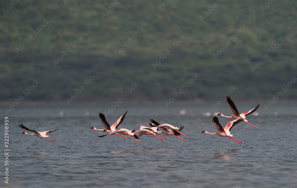 Pack of flamingos in Flight at Lake Bogoria National Reserve in Kenya, Africa