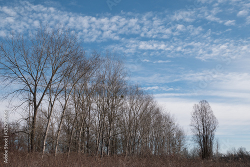 Naked trees against blue sky
