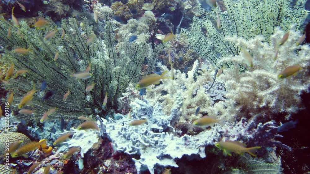 Beautiful corals in the tropical sea. Coral reef underwater with fishes and marine life. Coral reef and tropical fish. Leyte, Philippines. Beautiful corals in the tropical sea. Coral reef underwater with fishes and marine life. Coral reef and tropical fish. Leyte, Philippines.