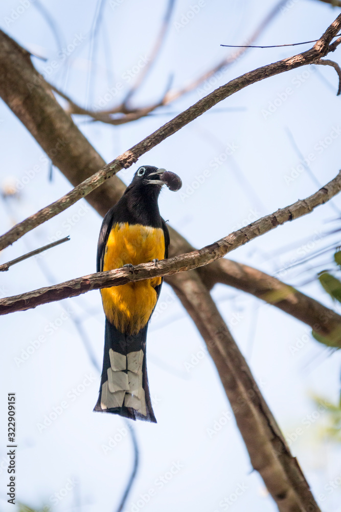 Naklejka premium Birds of Costa Rica, Black headed trogon (Trogon melanocephalus) Guanacaste, Costa Rica.