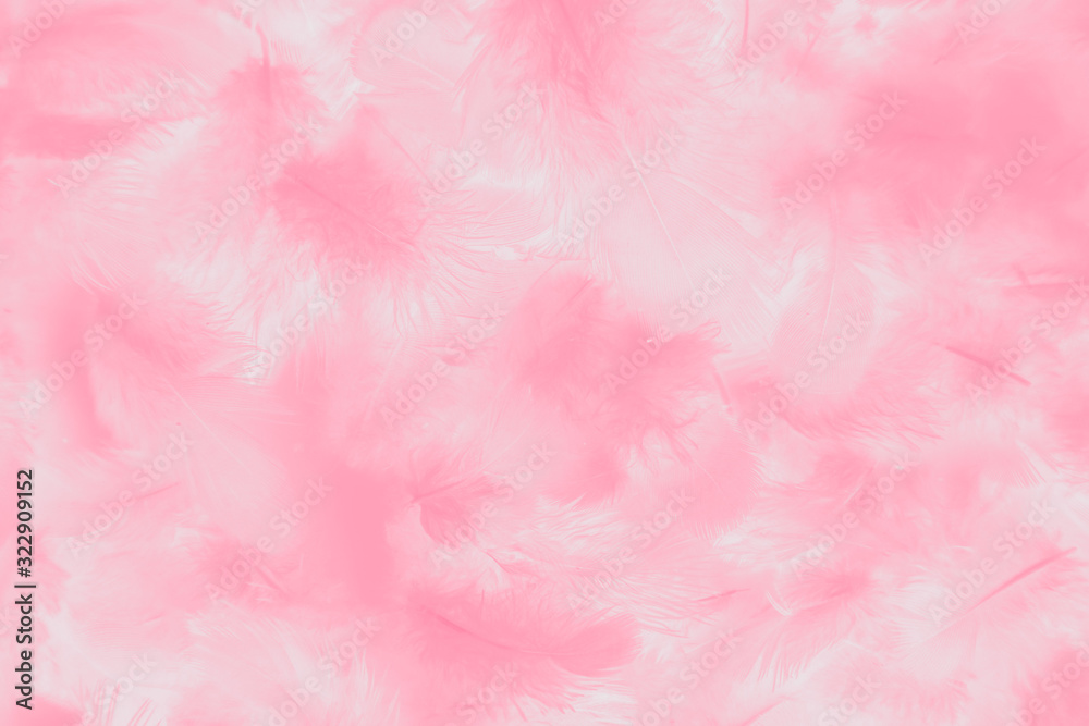 Beautiful abstract colorful white and pink feathers on white background and soft white feather texture on white pattern and light pink background valentine day