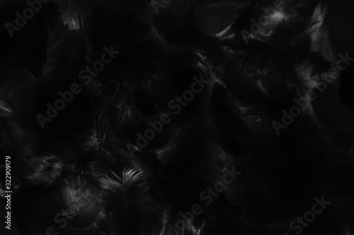 Beautiful abstract colorful gray and black feathers on dark background and soft gray feather texture on black pattern and darkness background. black feather texture banners